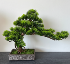 BonsArt Mohás Törzsű Bonsai fa, B0 011