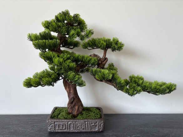 BonsArt Bonsai fa, B0 009