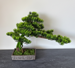 BonsArt Mohás Törzsű Bonsai fa, B0 016