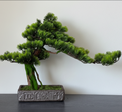 BonsArt Mohás Törzsű Bonsai fa,  B0 018