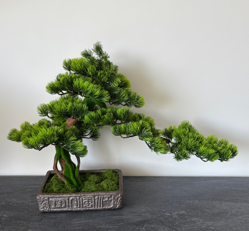 Mohás Törzsű Bonsai fa, B0 019