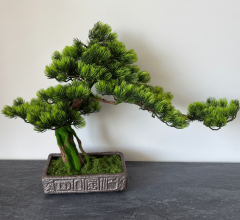 BonsArt Mohás Törzsű Bonsai fa, B0 015
