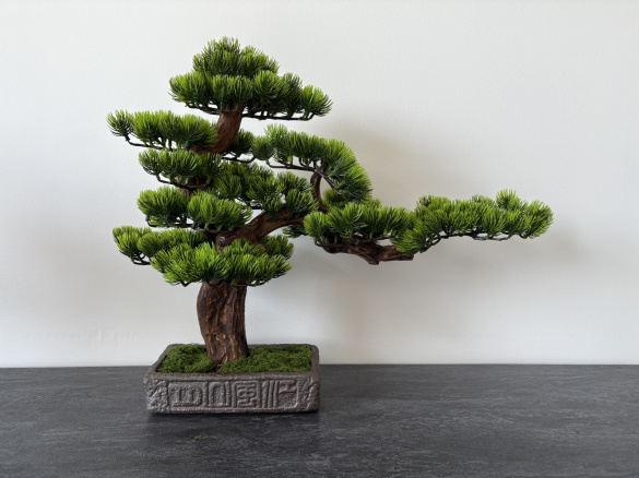 BonsArt Bonsai fa, B0 002